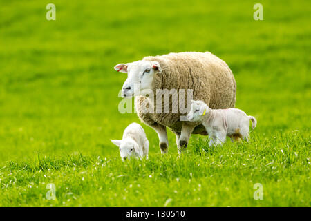 Texel ewe (female sheep) with newborn twin lambs in lush green meadow in Spring Time.   Texel is a breed of sheep.  Yorkshire, England.  Landscape Stock Photo