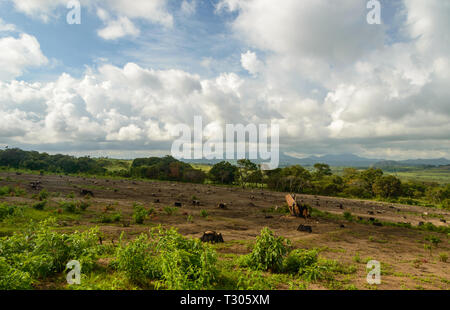 a field of cleared trees just leaving stumps in the ground Malawi Stock Photo