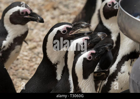 african penguin in a zoo in italy Stock Photo