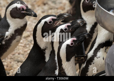 african penguin in a zoo in italy Stock Photo