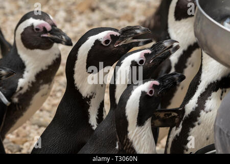 african penguin in a zoo in italy Stock Photo