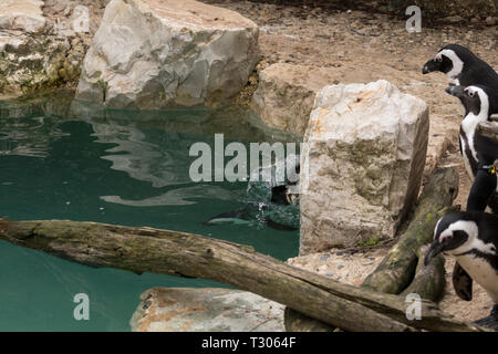 african penguin in a zoo in italy Stock Photo