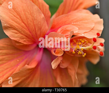 Macro of Tropical Hibiscus flower, AKA Chinese Hibiscus or Hibiscus rosa-sinensis. Macro diopter used for detail and dramatic shallow Depth-of-field. Stock Photo