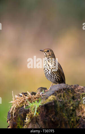 Detailed front view close up of wild UK song thrush bird (Turdus philomelos) isolated on natural weathered tree stump in winter sunlight, UK woodland. Stock Photo