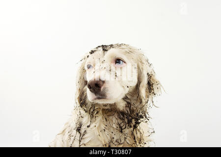 PORTRAIT OF DIRTY AND MUDDY DOG FACE. GUILTY OR SAD EXPRESSION. ISOLATED ON WHITE BACKGROUND. Stock Photo