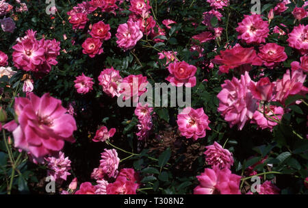 ROSA 'BRILLIANT PINK ICEBERG' IN FULL BLOOM, AUSTRALIA. Stock Photo