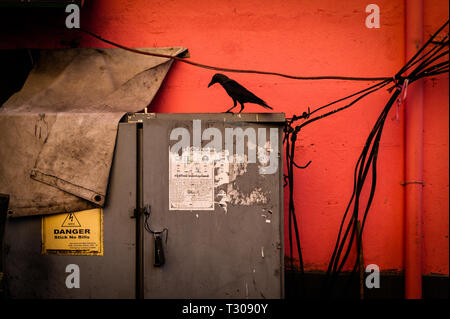 Silhouette of a bird on an electric box, Colombo, Sri Lanka Stock Photo