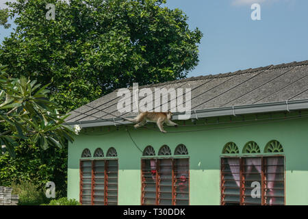 A macaque at Kampung Sungai Melayu, Iskandar Puteri, Johor, Malaysia Stock Photo