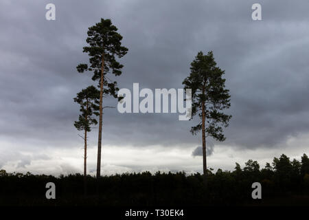 A grove of tall trees in silhouette against an overcast sky found in Willingham Woods near Market Rasen, Lincolnshire, England, United Kingdom Stock Photo