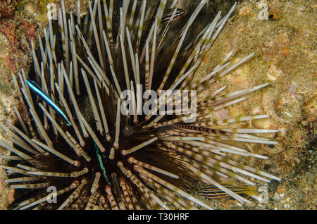 Hatpin urchin, Echinothrix calamaris, Diadematidae, Anilao, Batangas, Philippines, Philippine Sea, Pacific ocean, Asia Stock Photo