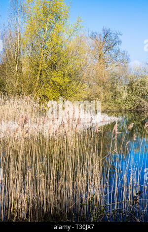 One of the lakes at Cotswold Water Park. Stock Photo