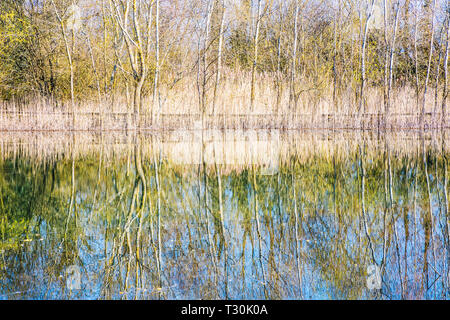 Reflected trees in one of the lakes at the Cotswold Water Park. Stock Photo