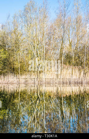 Reflected trees in one of the lakes at the Cotswold Water Park. Stock Photo