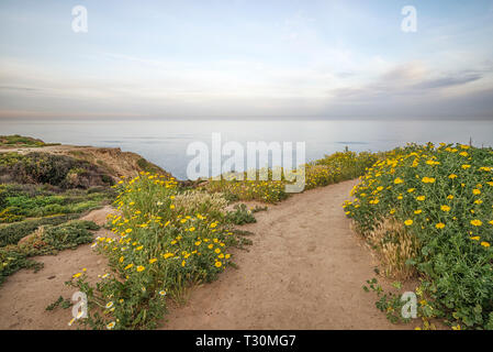 Wildflowers at Sunset Cliffs Natural Park. San Diego, California, USA. Stock Photo