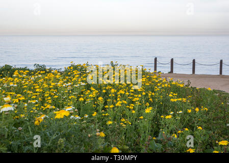 Wildflowers at Sunset Cliffs Natural Park. San Diego, California, USA. Stock Photo