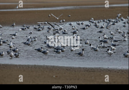 Shijiazhuang, China's Hebei Province. 4th Apr, 2019. Migratory birds rest at a wetland in Qinhuangdao, north China's Hebei Province, April 4, 2019. Credit: Yang Shiyao/Xinhua/Alamy Live News Stock Photo