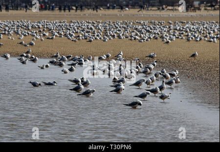 Shijiazhuang, China's Hebei Province. 4th Apr, 2019. Migratory birds rest at a wetland in Qinhuangdao, north China's Hebei Province, April 4, 2019. Credit: Yang Shiyao/Xinhua/Alamy Live News Stock Photo