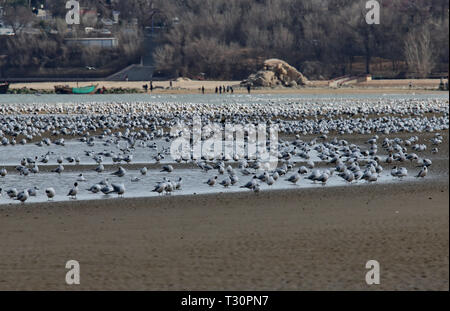 Shijiazhuang, China's Hebei Province. 4th Apr, 2019. Migratory birds rest at a wetland in Qinhuangdao, north China's Hebei Province, April 4, 2019. Credit: Yang Shiyao/Xinhua/Alamy Live News Stock Photo