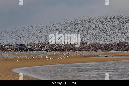 Shijiazhuang, China's Hebei Province. 4th Apr, 2019. Migratory birds fly over a wetland in Qinhuangdao, north China's Hebei Province, April 4, 2019. Credit: Yang Shiyao/Xinhua/Alamy Live News Stock Photo