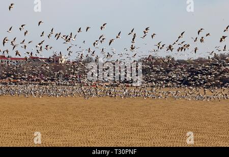 Shijiazhuang, China's Hebei Province. 4th Apr, 2019. Migratory birds fly over a wetland in Qinhuangdao, north China's Hebei Province, April 4, 2019. Credit: Yang Shiyao/Xinhua/Alamy Live News Stock Photo