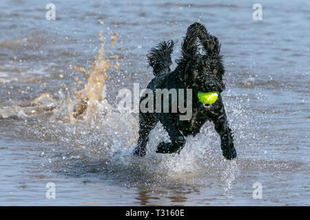Southport, Merseyside, UK. Dogs Day Out. April 6th 2019.  A gorgeous sunny and warm day as a three year old Cockapoo called Poppy has the best day ever as she runs through the tidal waters along the beach at Southport in Merseyside.  Credit: Cernan Elias/Alamy Live News Stock Photo