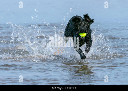 Southport, Merseyside, UK. Dogs Day Out. April 6th 2019.  A gorgeous sunny and warm day as a three year old Cockapoo called Poppy has the best day ever as she runs through the tidal waters along the beach at Southport in Merseyside.  Credit: Cernan Elias/Alamy Live News Stock Photo