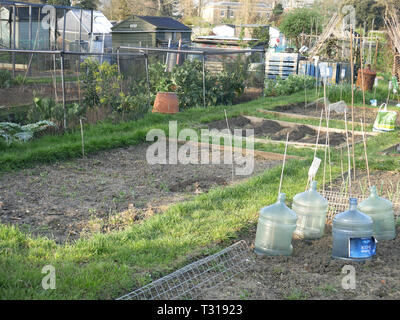 View of an allotment in Fulham, London UK Stock Photo