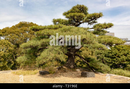 When you decide to visit the Imperial Palace in Tokyo be ready to see only the outside gardens. There is no option to see inside the palace. Stock Photo