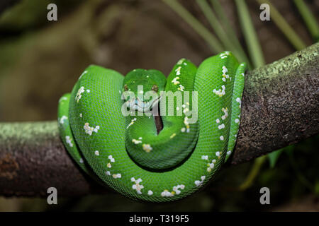Green Tree Python (Morelia viridis) Stock Photo