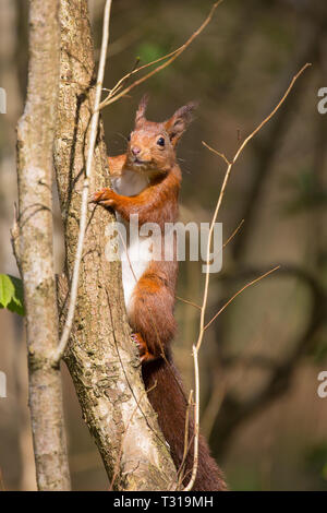 Detailed front view close up of wild British red squirrel (Sciurus vulgaris) isolated in spring sunshine, climbing tree trunk in natural UK woodland. Stock Photo