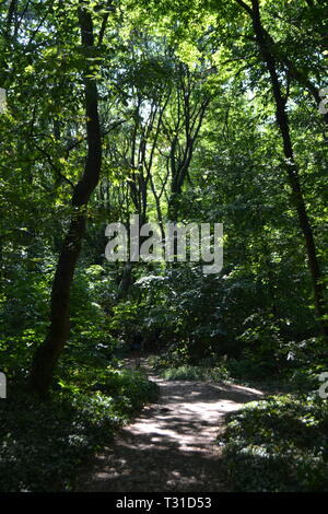 Woods at Aladzha Rock Monastery, Golden Sands, Near Varna Bulgaria, Stock Photo