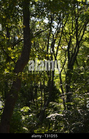 Woods at Aladzha Rock Monastery, Golden Sands, Near Varna Bulgaria, Stock Photo
