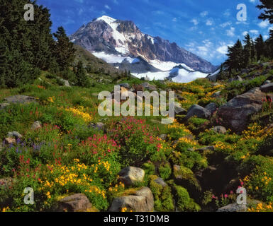 Summer wildflowers bloom in the wilderness area along McGee Creek with Oregon's Mt Hood. Stock Photo