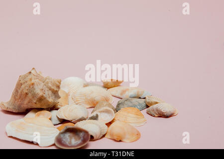 Seashells on pink background with copy space. Stock Photo