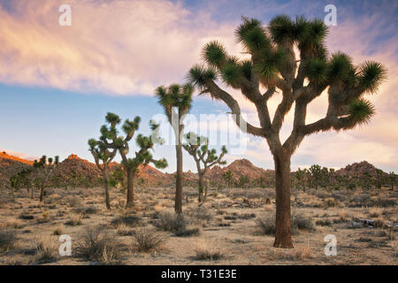 Sunrise glow in California’s Joshua Tree National Park where the distinct ecosystems of the Mojave and Colorado Deserts meet. Stock Photo