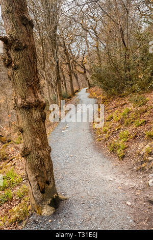 From Bolton Abbey a pleasant riverside walk leads upstream through woods to the Strid, a notorious stretch of water where the River Wharfe is forced i Stock Photo