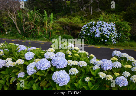 Purple Hydrangea Hortensia flowers near Cathedral Cove, Coromandel Peninsula, North Island, New Zealand. Stock Photo