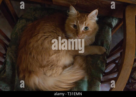 GInger tom cat on a cushion Stock Photo