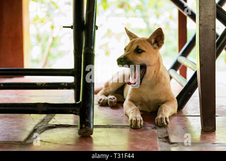 Cute puppy yawning under the table Stock Photo