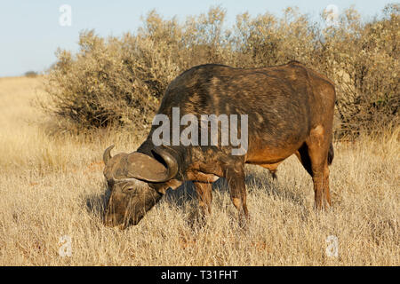 An African buffalo (Syncerus caffer) grazing in grassland, Mokala National park, South Africa Stock Photo