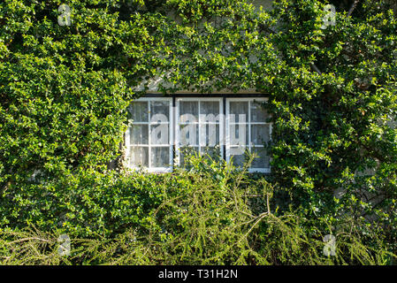 Triple window classic vintage in white frame surrounded by climbers climbing plants growing on wall Stock Photo