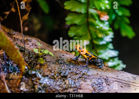 Poison dart frog, Orange blue poisonous animal from the Amazon rain forest of Peru
