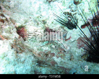 Juvenile lionfish, pterois, at Mnemba atoll, Zanzibar Stock Photo