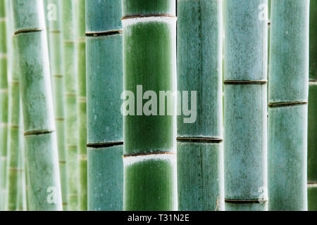 Close up of bamboo Stock Photo