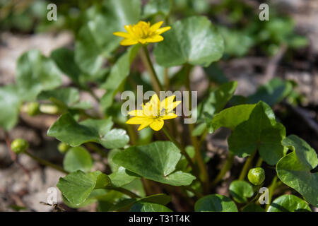 Yellow spring flowers in the forest. Sunny forest with yellow flowers. Spring season - photo with a very blurred background Stock Photo