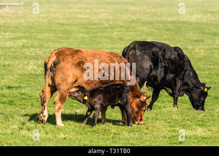 Happy black calf suckling its grazing red mother on a sunny spring day Stock Photo