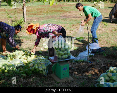 Battambang, Cambodia. Men and women working together weigh green mangoes in a mango plantation. Stock Photo