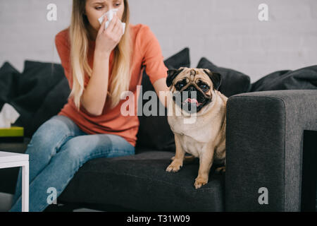selective focus of cute pug dog near blonde girl sneezing in tissue Stock Photo