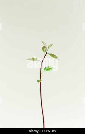 Macro of little sprout avocado on the bottle Stock Photo