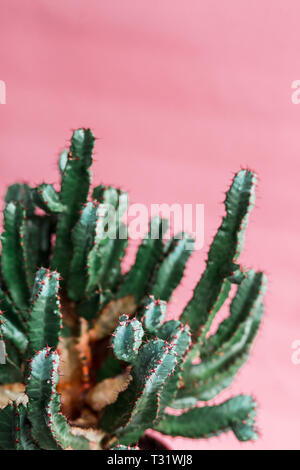 green Cactus on the pink background natural light Stock Photo